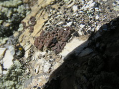 Acarospora obnubila