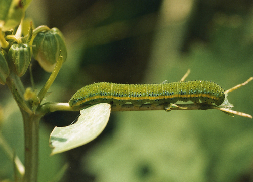 Cloudless Sulphur, photo 4 of 10
