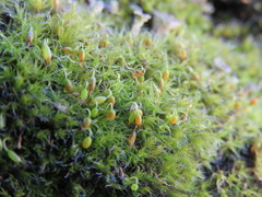 Grimmia trichophylla