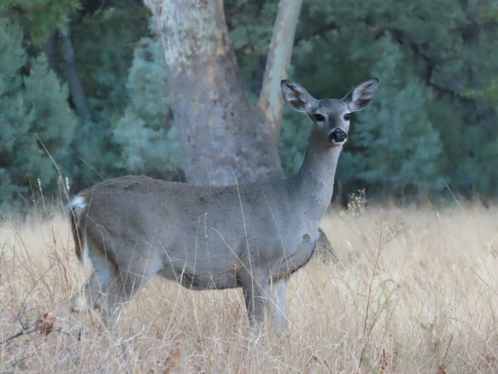 White-tailed Deer from Sierra Vista, AZ, USA on December 16, 2023 at 08 ...