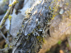 Heterodermia leucomelos