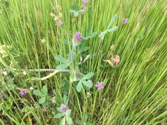 Trifolium albopurpureum