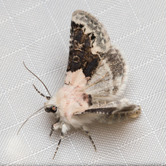 Triocnemis saporis