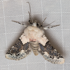 Triocnemis saporis
