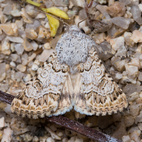 Schinia deserticola photo 3