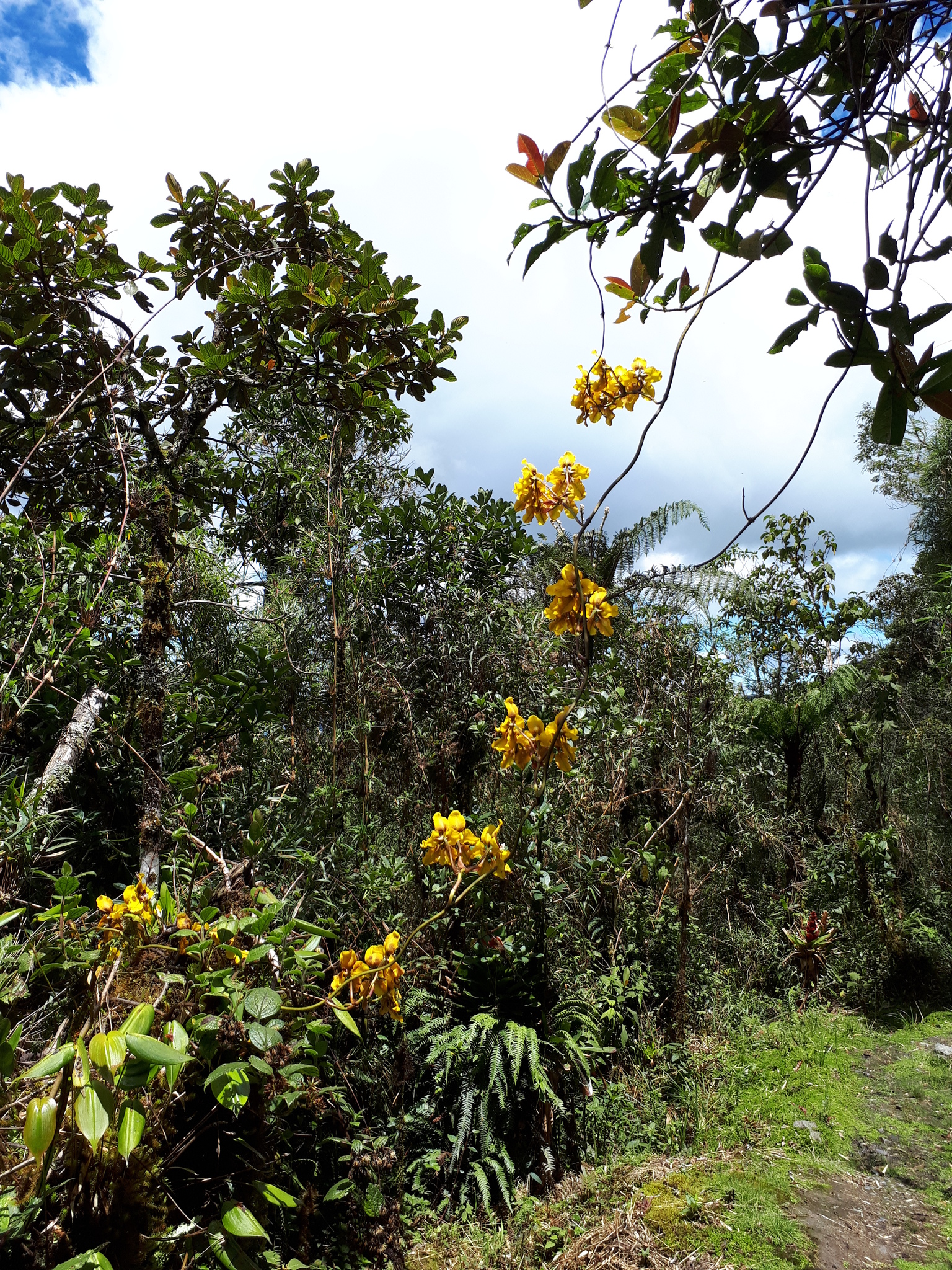 Cyrtochilum macranthum image