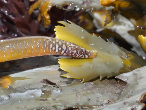 Worm Pipefish, Tunnel Beach rockpools, Falmouth, Cornwall, UK, photo 8 of 10