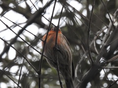 Haemorhous mexicanus