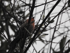 Haemorhous mexicanus