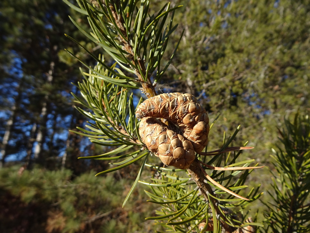 Jack Pine From Tamarack Nature Center White Bear Lake MN USA On   Large 