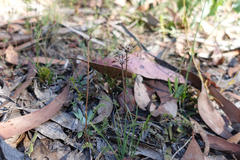 Chaerophyllum eriopodum