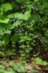 Galium dahuricum