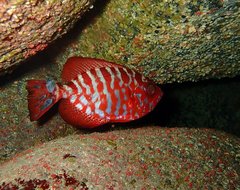 Heteropriacanthus fulgens