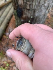 Anaxyrus americanus charlesmithi