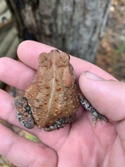 Anaxyrus americanus charlesmithi
