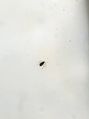 Gerromorpha
