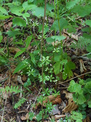 Galium dahuricum
