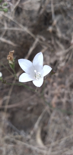 Image of Wahlenbergia linarioides by (c) David Gutiérrez, some rights reserved (CC BY)