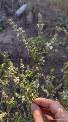 Desert Rose (Xeroaloysia)