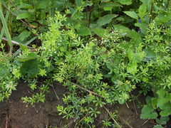 Galium dahuricum