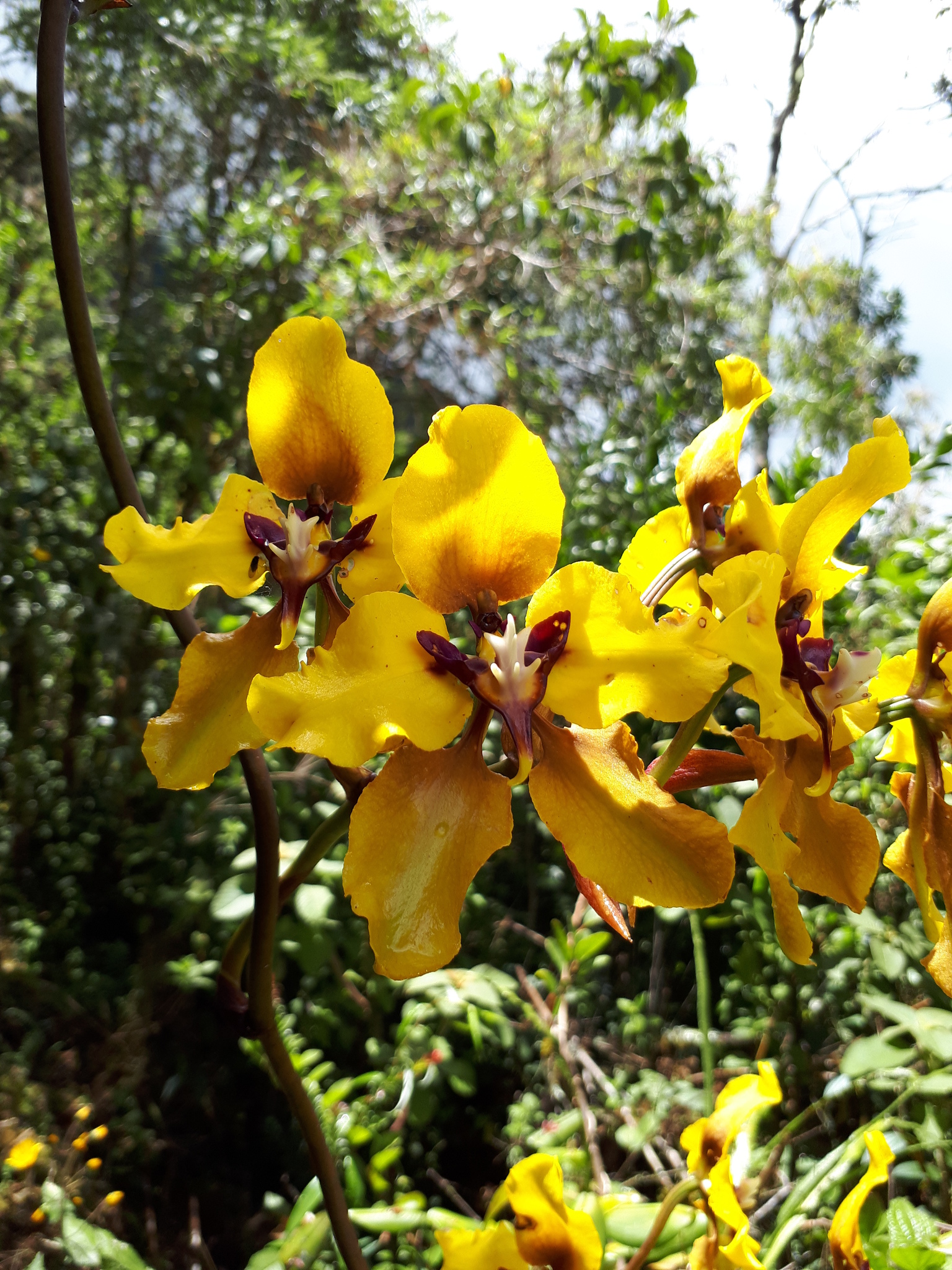 Cyrtochilum image