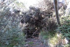 Leptospermum grandifolium