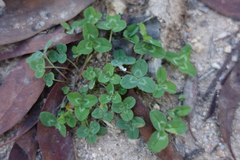 Trifolium repens repens