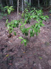 Psychotria viridis