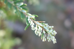 Acrothamnus hookeri