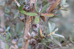 Leptospermum grandifolium
