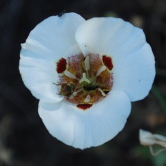 Calochortus venustus