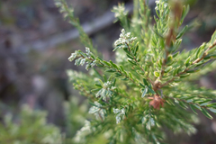Acrothamnus hookeri