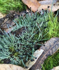 Pilophorus acicularis