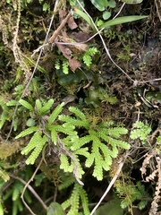 Selaginella arbuscula