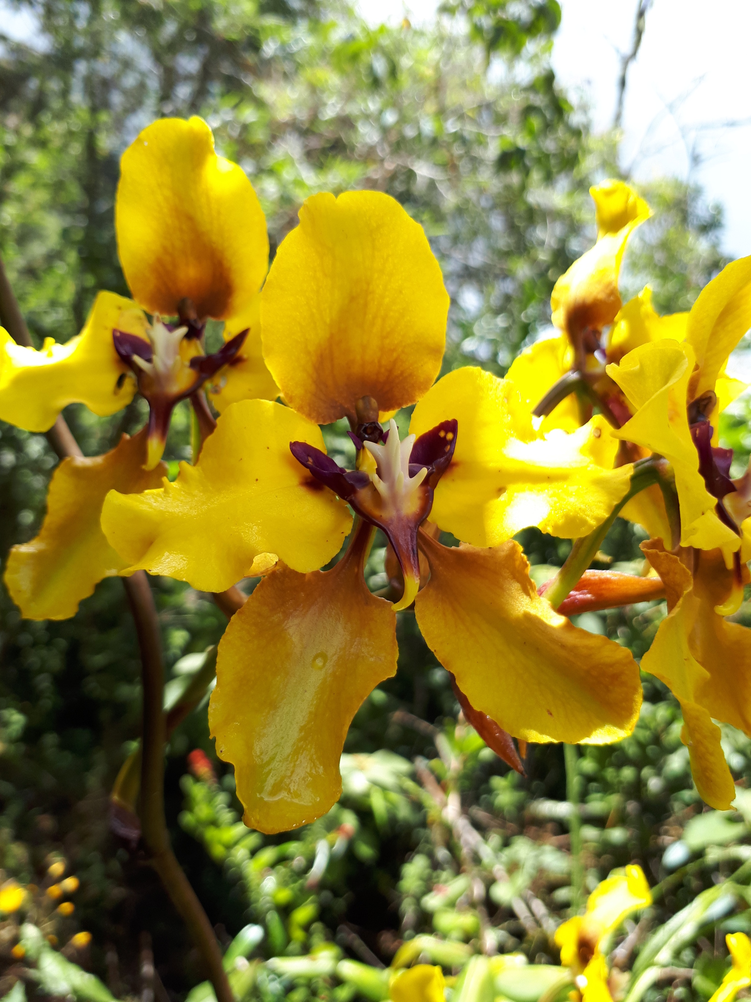 Cyrtochilum macranthum image