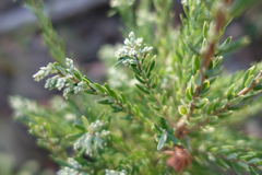 Acrothamnus hookeri