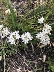 Allium haematochiton