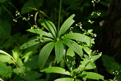 Galium maximowiczii