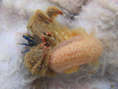 Paguristes barbatus