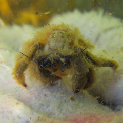 Paguristes barbatus