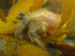 Paguristes barbatus