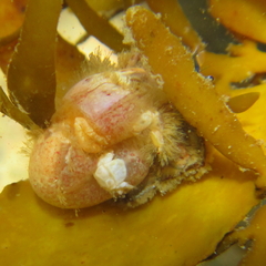 Paguristes barbatus