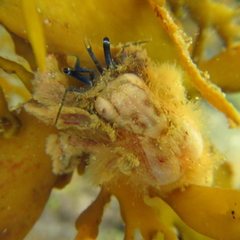 Paguristes barbatus
