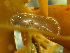 Acotylea