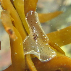 Acotylea