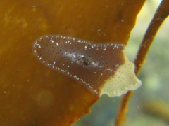 Acotylea