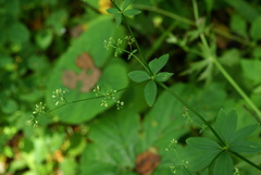Galium maximowiczii