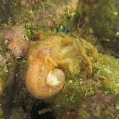 Paguristes barbatus