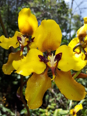 Cyrtochilum macranthum