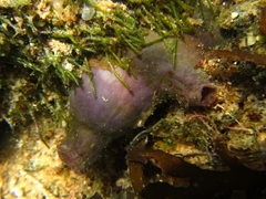 Asterocarpa coerulea